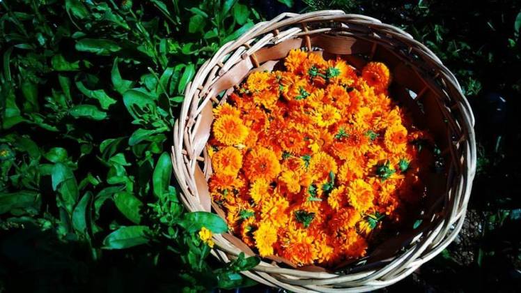 14322193_1840670056152775_816864717042367052_n