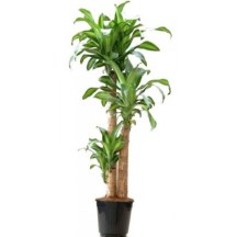 dracena2-500x500
