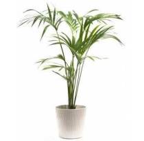kentia-palm-houseplant