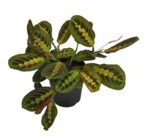 Maranta